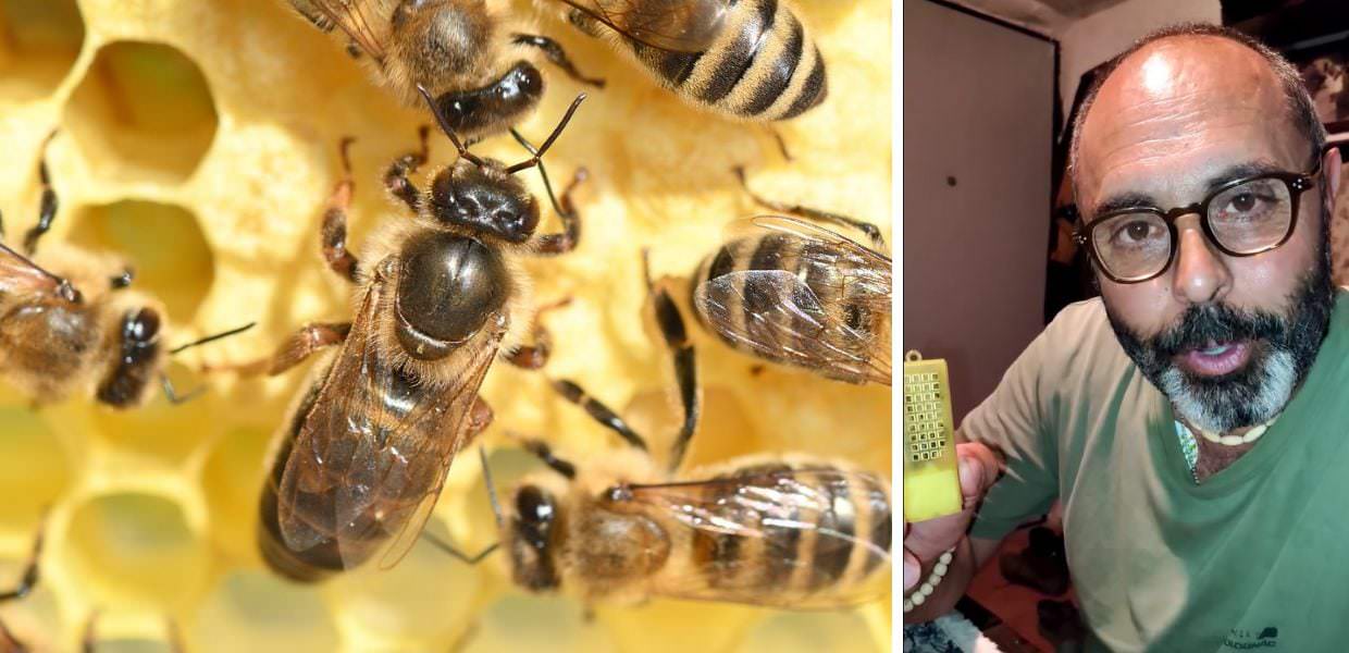 Animali, ecco l'incredibile canto dell'ape regina: il video