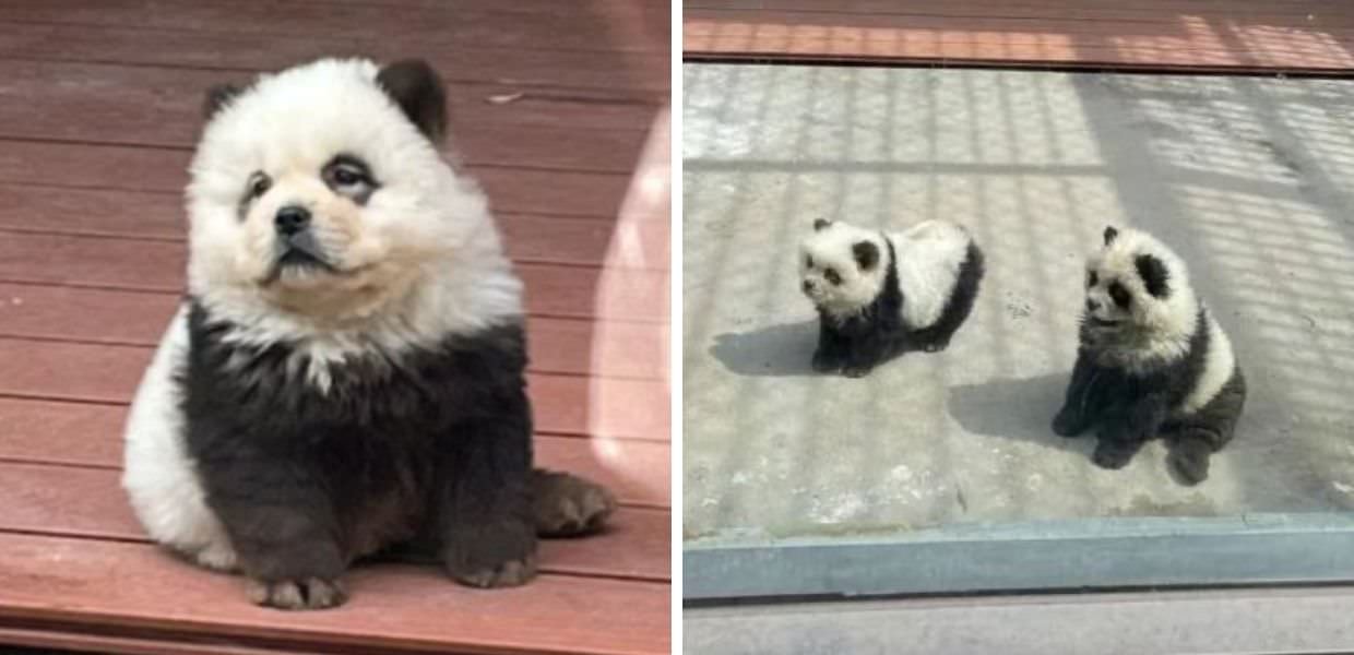 Cani-panda, l'ultima inaccettabile attrazione in uno zoo cinese: il video