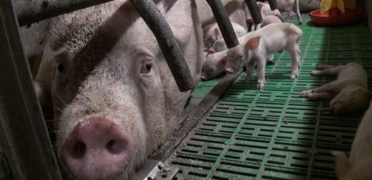 Niente più gabbie per i maiali di Filiera Madeo