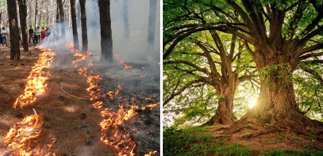 fuoco prescritto foreste davide de laurentis