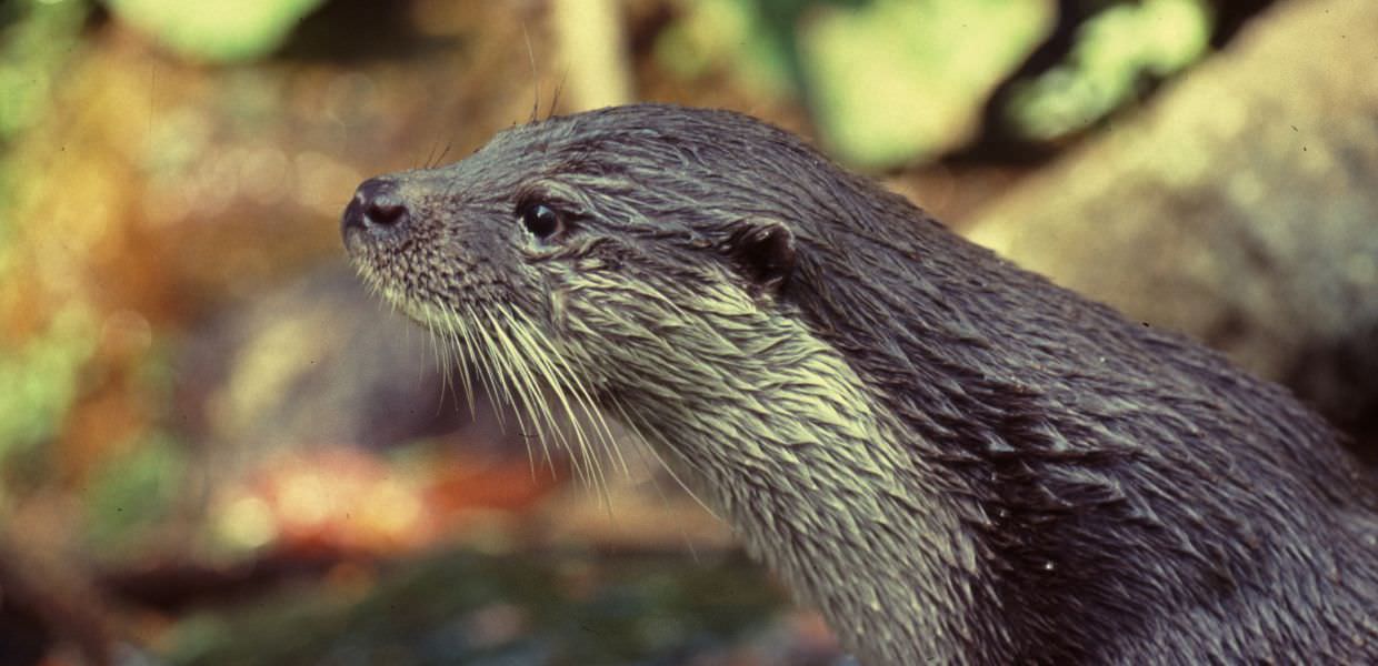 Giornata mondiale della lontra, la signora dei fiumi sta tornando in Italia