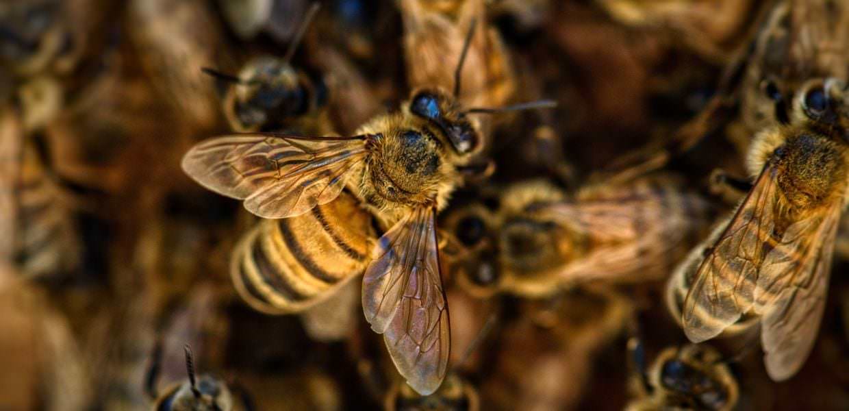 Giornata mondiale delle api, ecco il progetto di Greenpeace per proteggerle