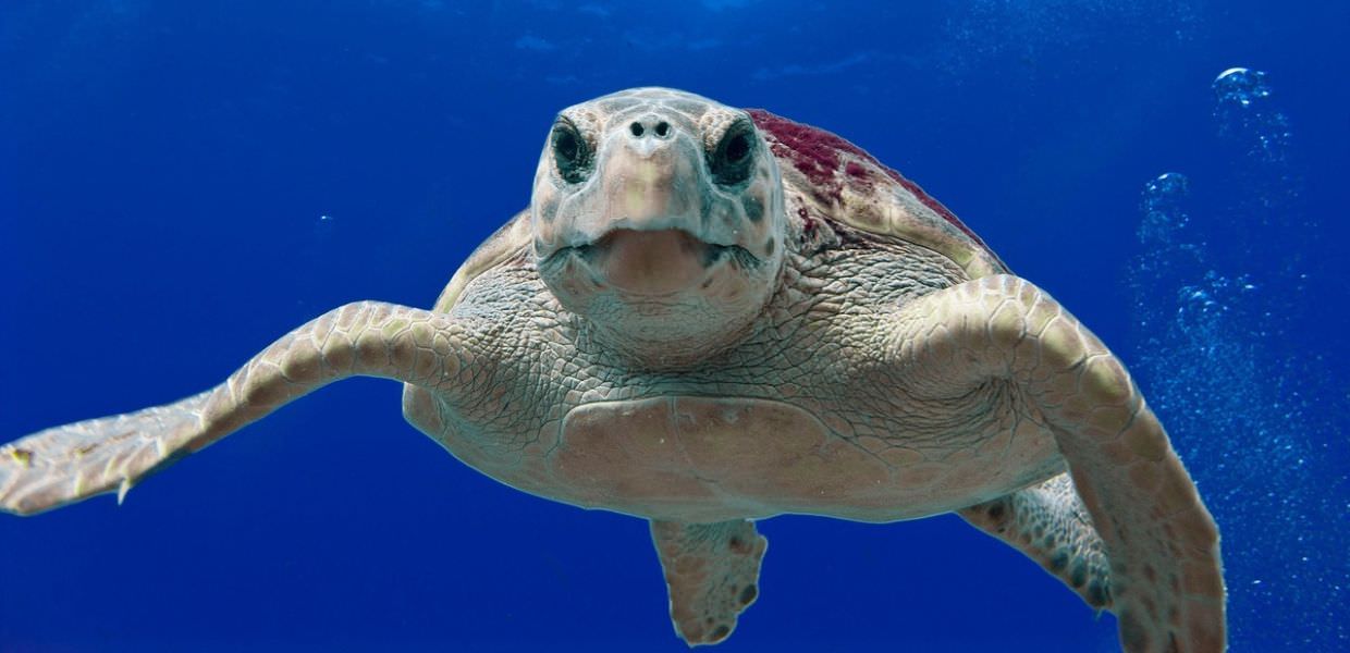 Giornata mondiale delle tartarughe, ecco perché tutelare le regine di longevità