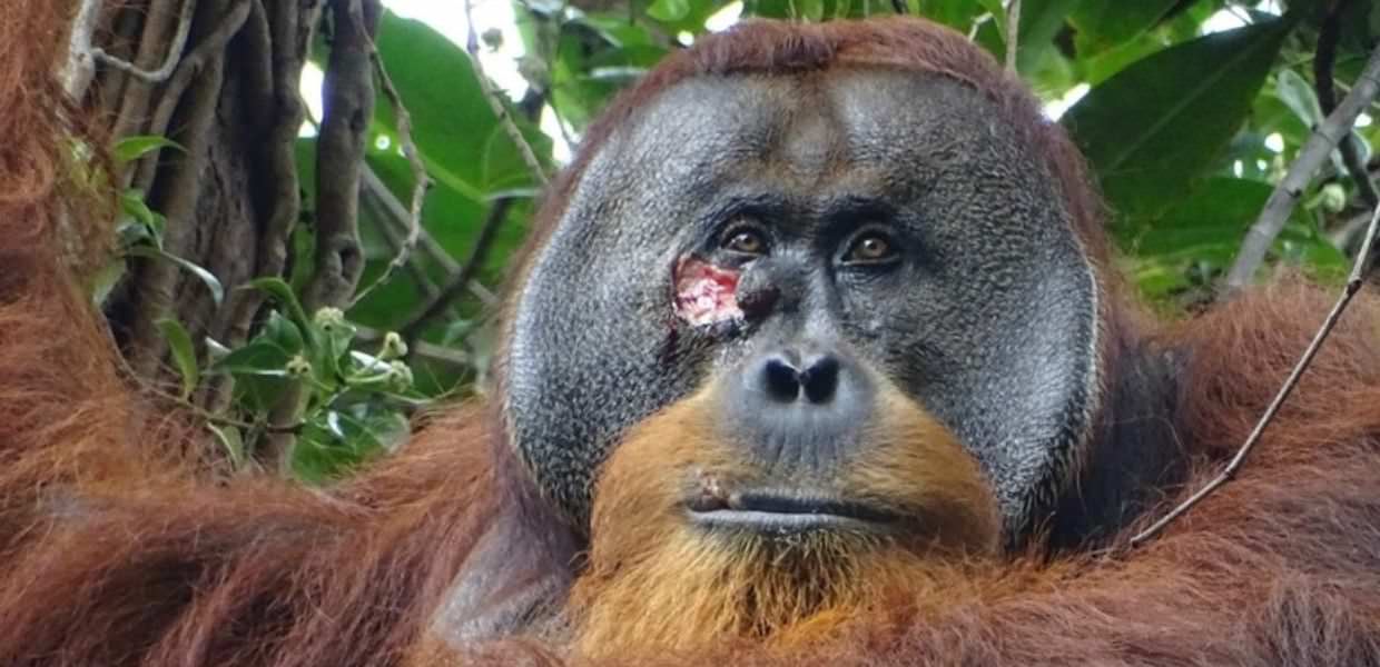 Sumatra, così un orango si cura da solo una ferita: il video