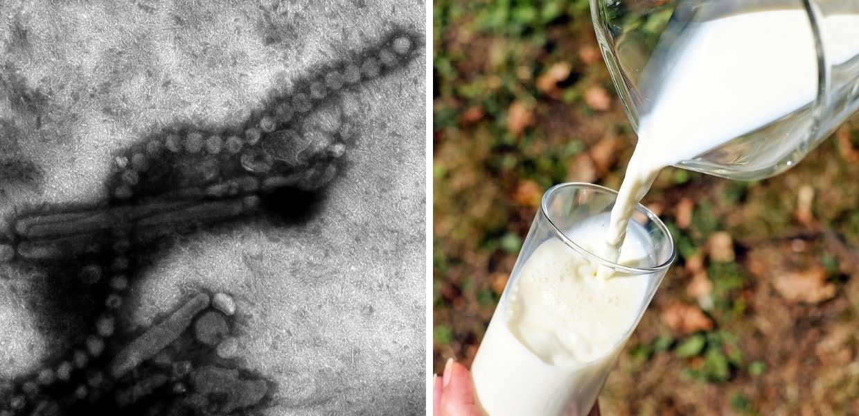Influenza aviaria, OMS: "Stop al consumo di latte crudo"