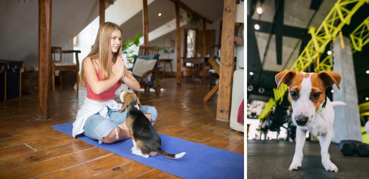 Animali, stop al puppy yoga in Italia: "È illegale"