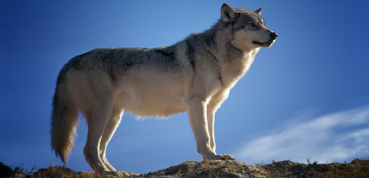 Lessinia, ancora un lupo ucciso a fucilate. Gli animalisti: "Clima da far west"