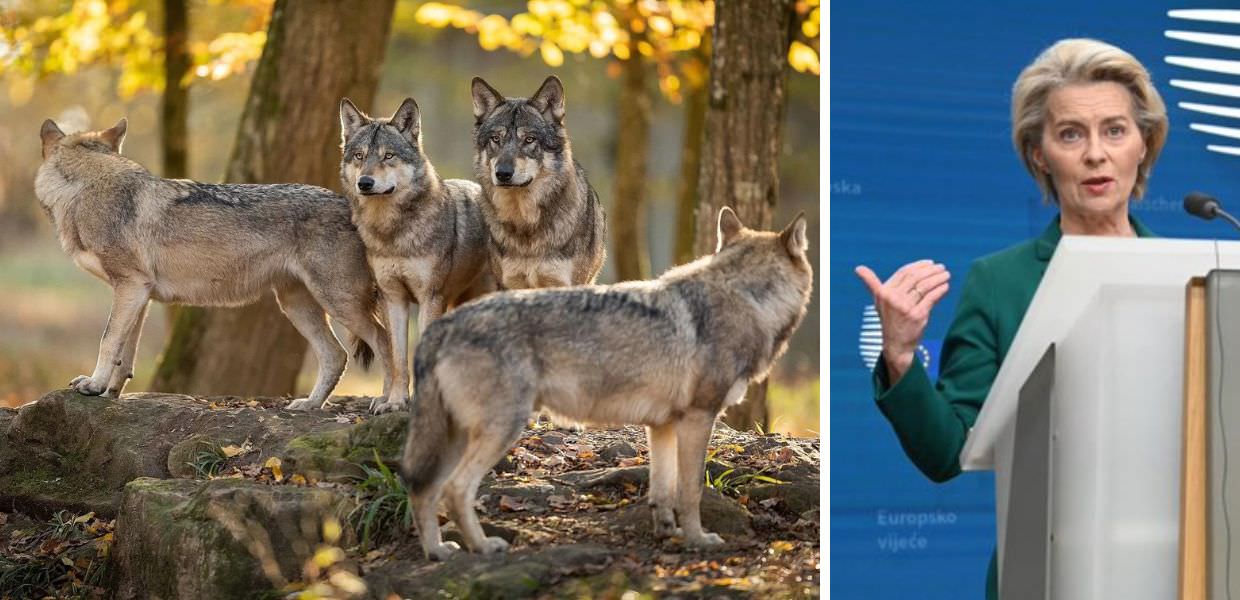 lupi ursula von der leyen