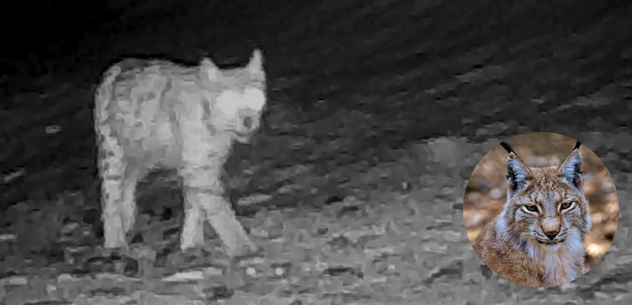 Gran Paradiso, avvistata (di nuovo) una lince: il video