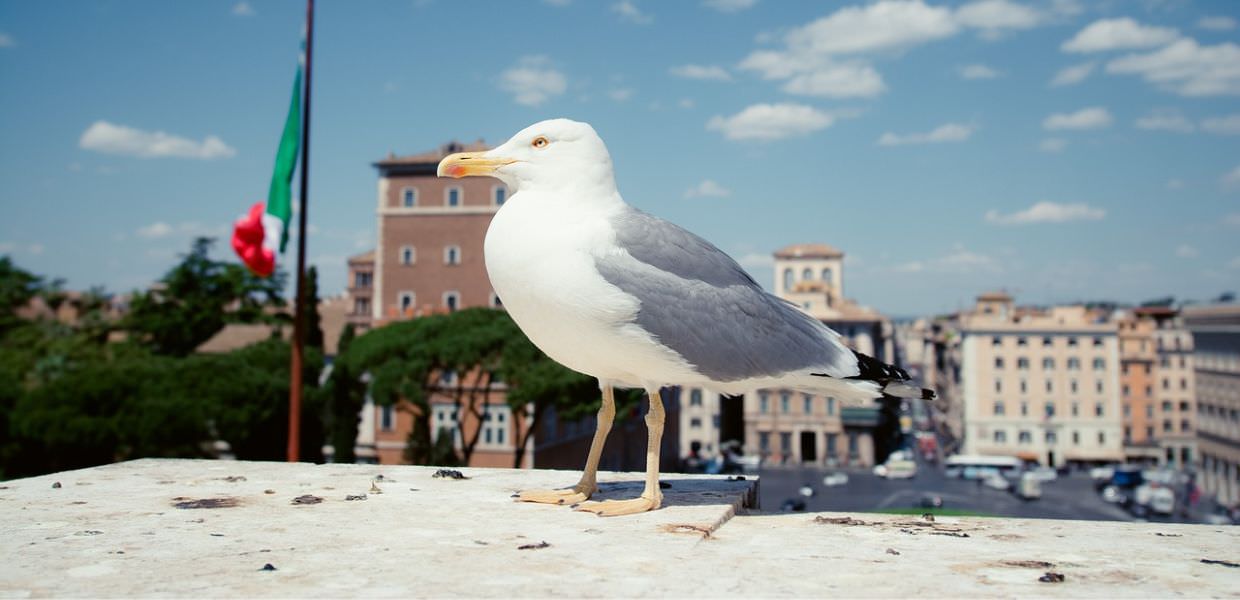 Gabbiani aggressivi a Roma: "Ogni settimana oltre 30 richieste di aiuto"