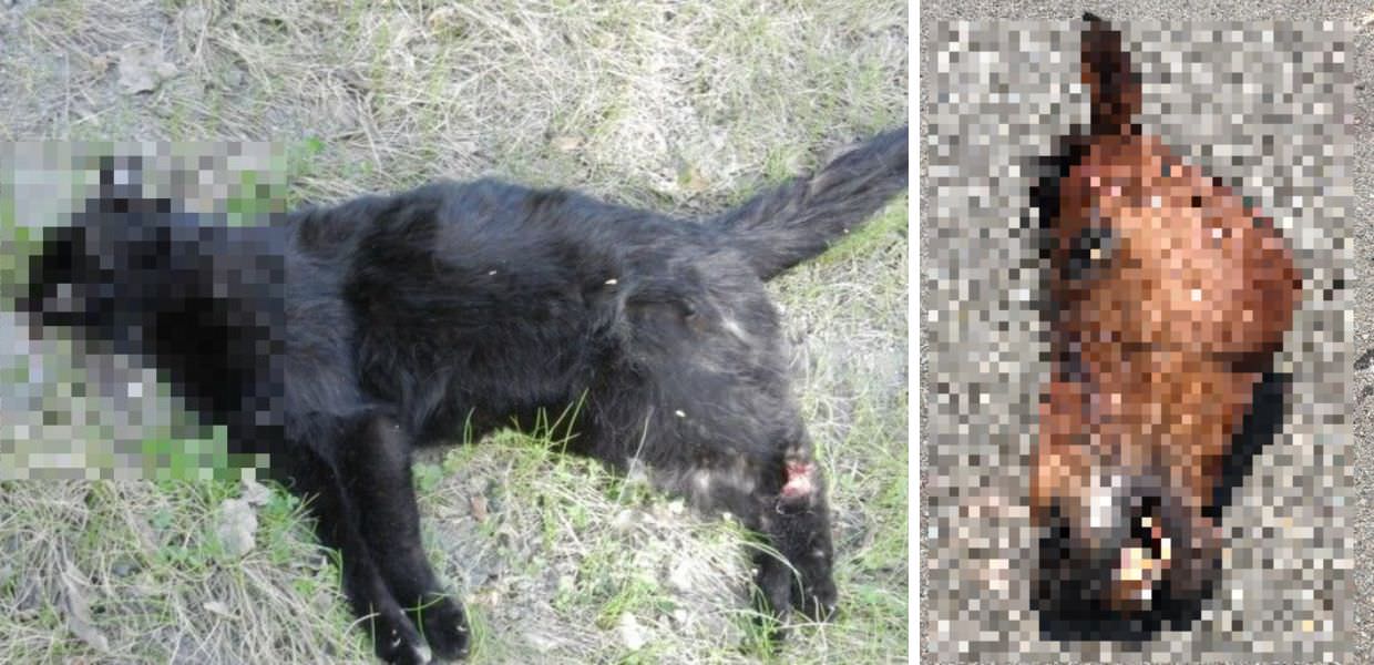 Allarme della LAV, troppe violenze sugli animali in Sardegna