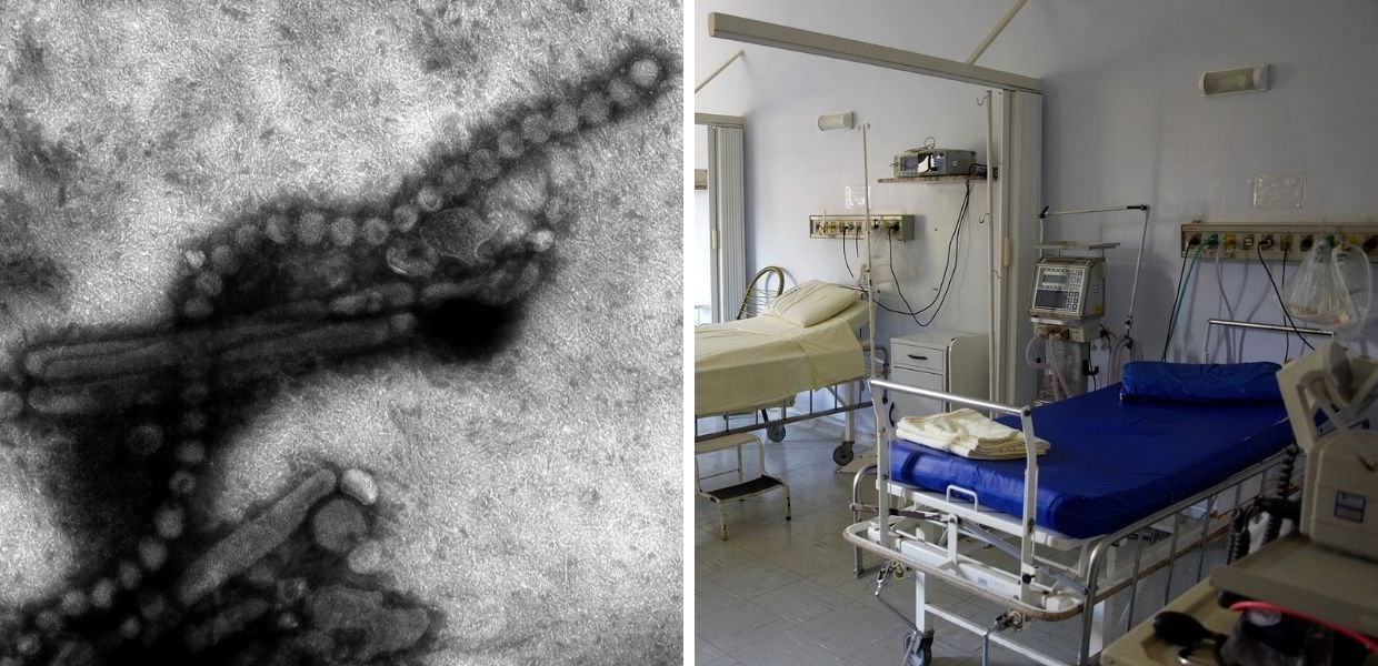 Influenza aviaria negli USA, secondo caso in un uomo