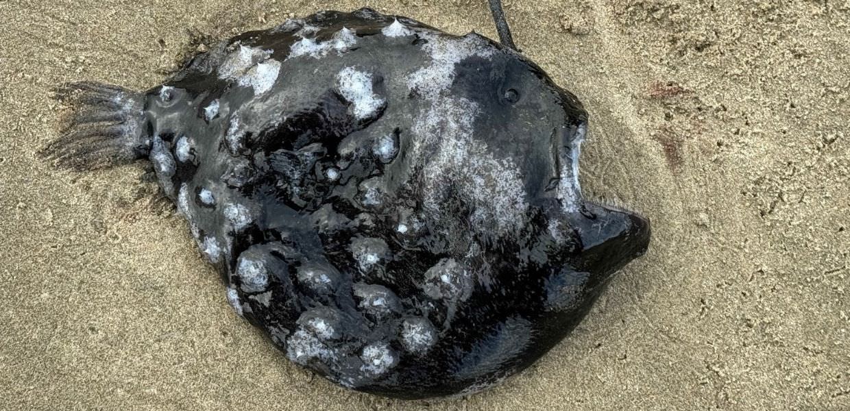 Pesce abissale "mostruoso" in spiaggia: le foto del raro ritrovamento