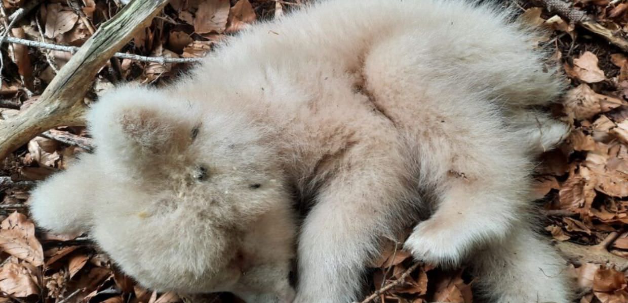 Trentino, trovato morto cucciolo di orso albino