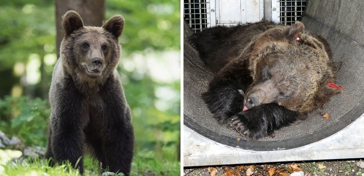 Animali, LAV: "Al Casteller gli orsi JJ4 e M49 vivono male"