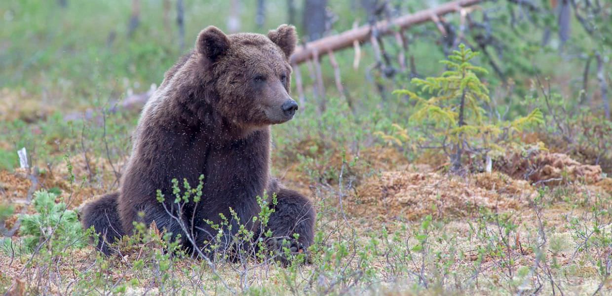 Trento, ancora un orso urtato da un'auto