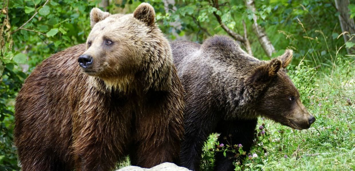 Trento, incidente stradale tra auto e orsi: i corridoi verdi sono una necessità