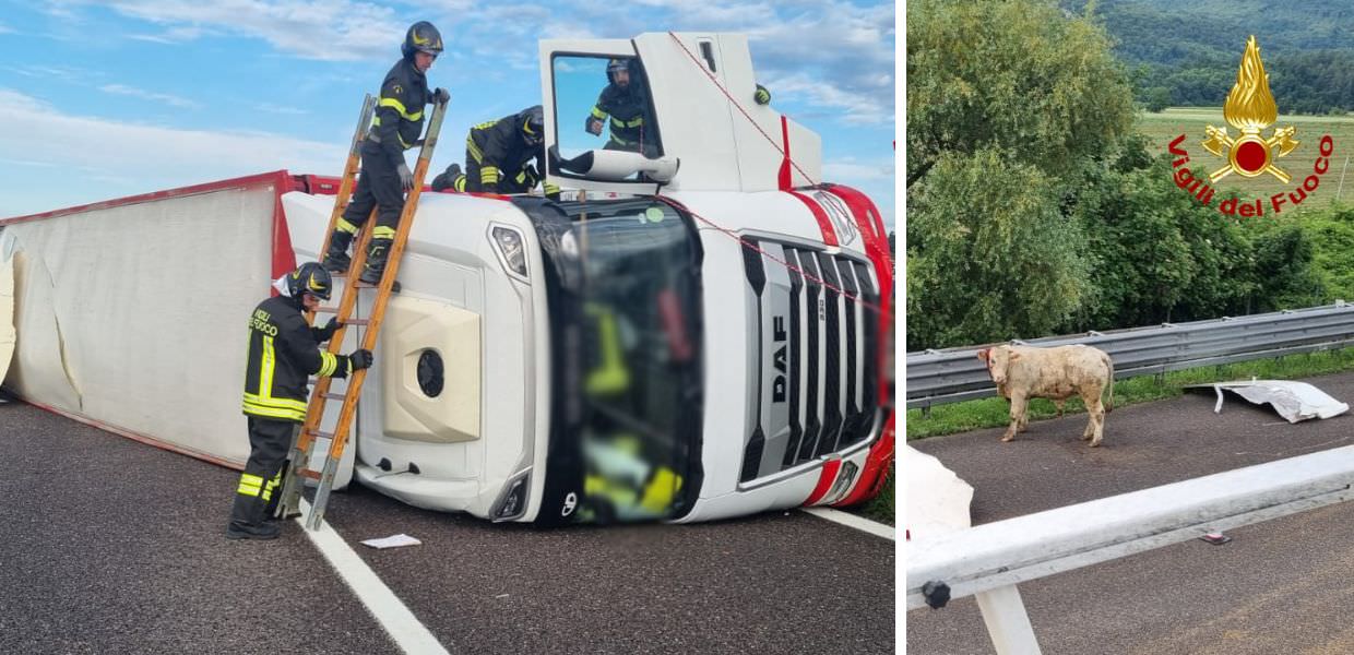 Vicenza, camion carico di mucche si ribalta: il video
