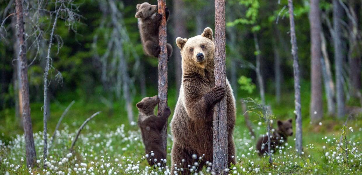 Parco d'Abruzzo, così il WWF Italia salva gli orsi