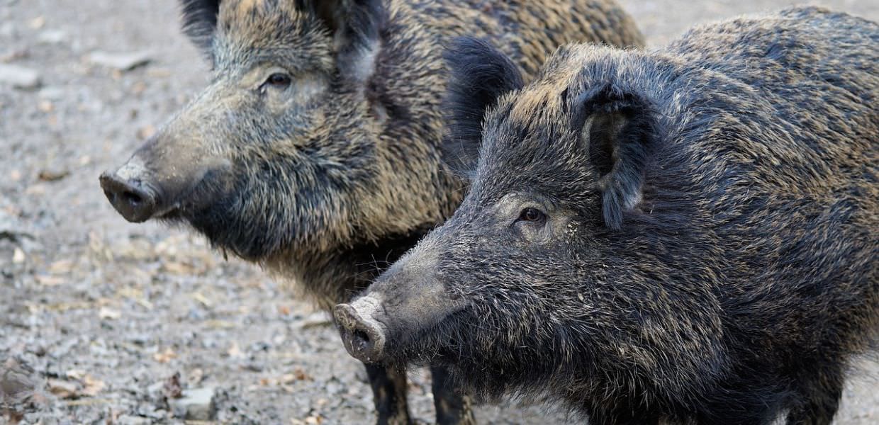 Emergenza cinghiali, Coldiretti Umbria ha incontrato i Prefetti di Perugia e Terni