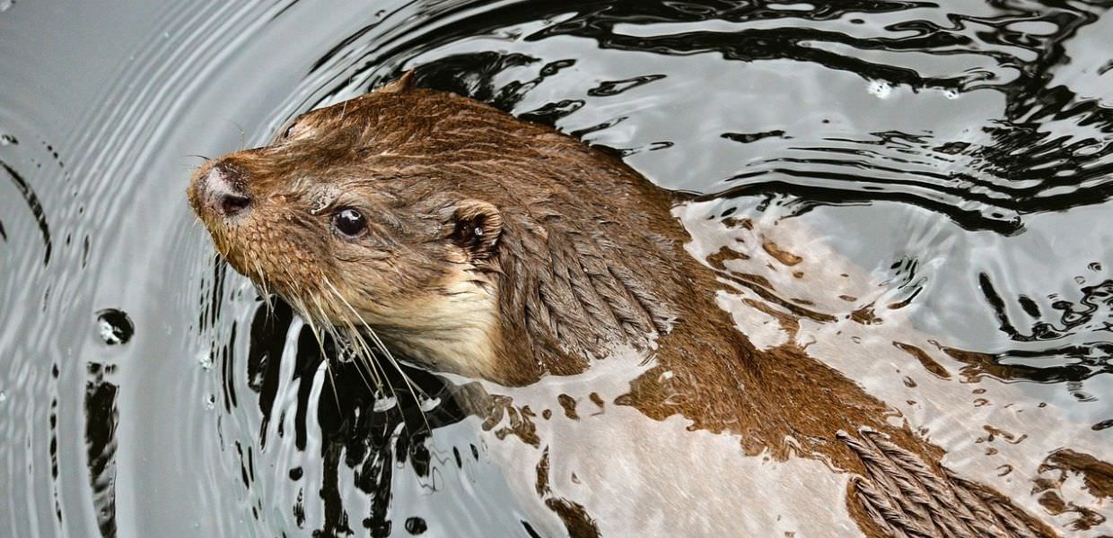 PFAS, gli inquinanti eterni trovati nelle lontre inglesi. Lo studio