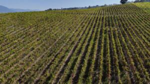 Umbria, offerta turistica per gli Italo-discendenti nelle terre dell’Olio e del Sagrantino, foto Ulivi