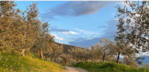 Umbria, ‘Passeggiate & buon gusto’, oleoturismo con musica e visite nelle Abbazie, foto Ulivi