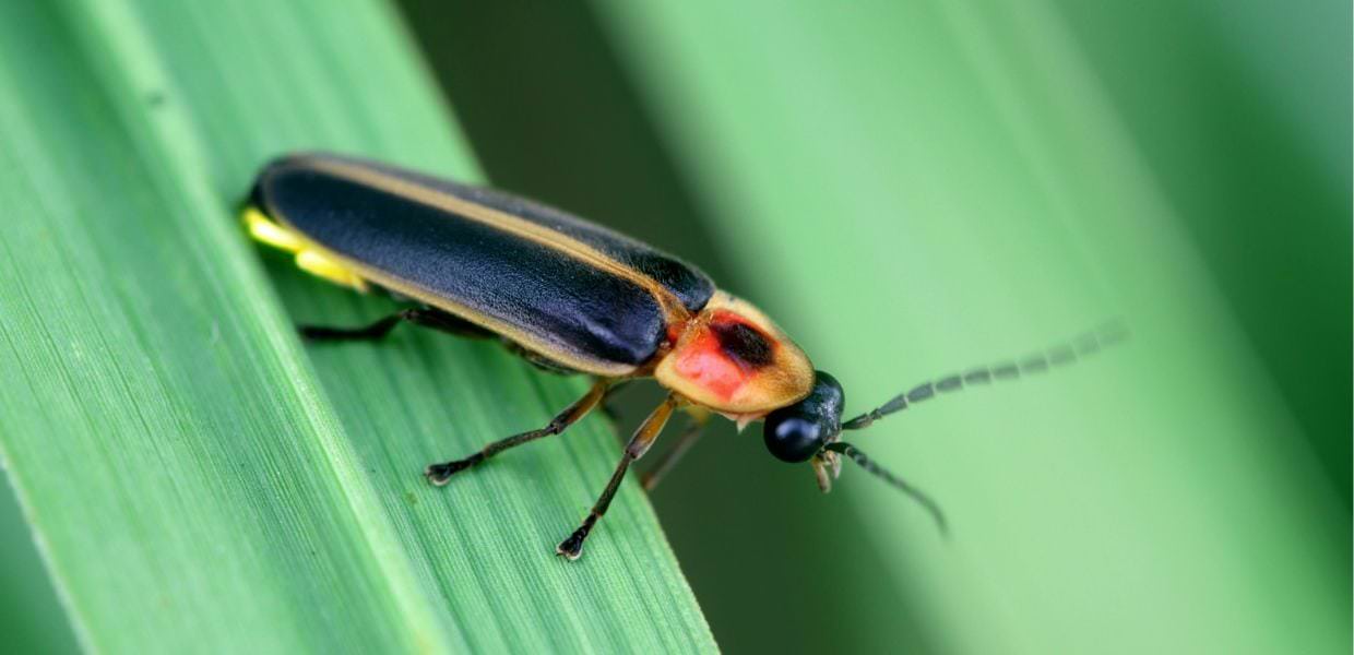 Utilizzare le lucciole per trovare i contaminanti nelle acque. L'esperimento dell'Università di Bologna