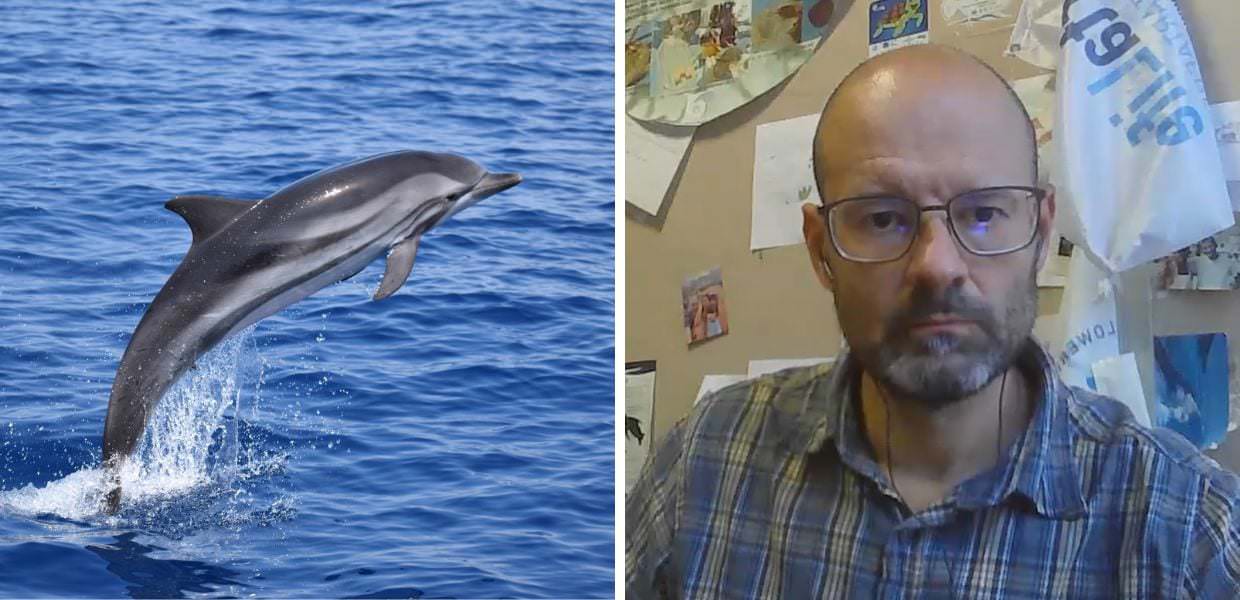 Così l'intelligenza artificiale tutela i delfini: l'intervista allo scienziato del CNR-IRBIM