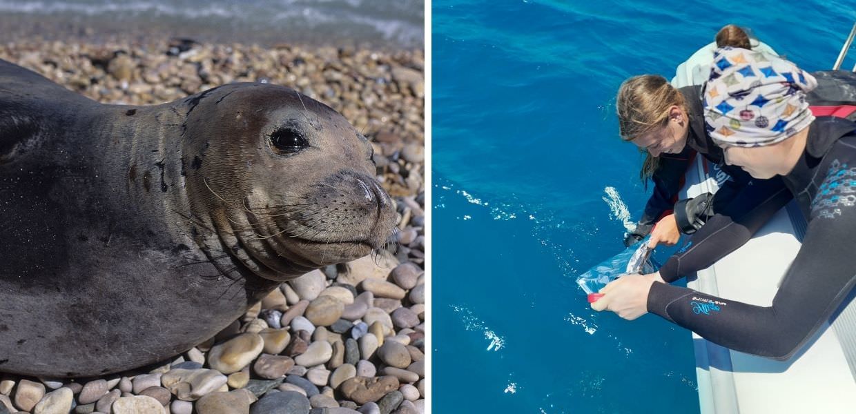 Animali, WWF sulle tracce della foca monaca nel Mediterraneo