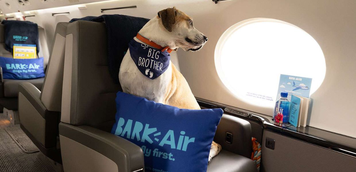 Arriva Bark Air, la compagnia aerea (di lusso) per cani. Ma è proprio necessaria?