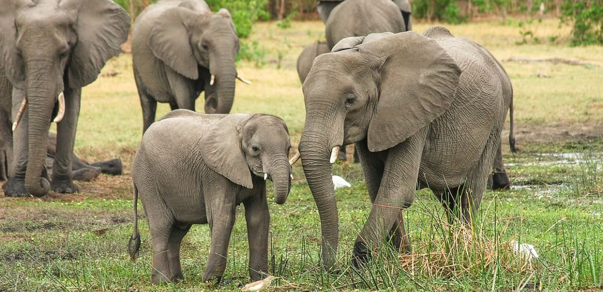 Animali, anche gli elefanti si chiamano per nome