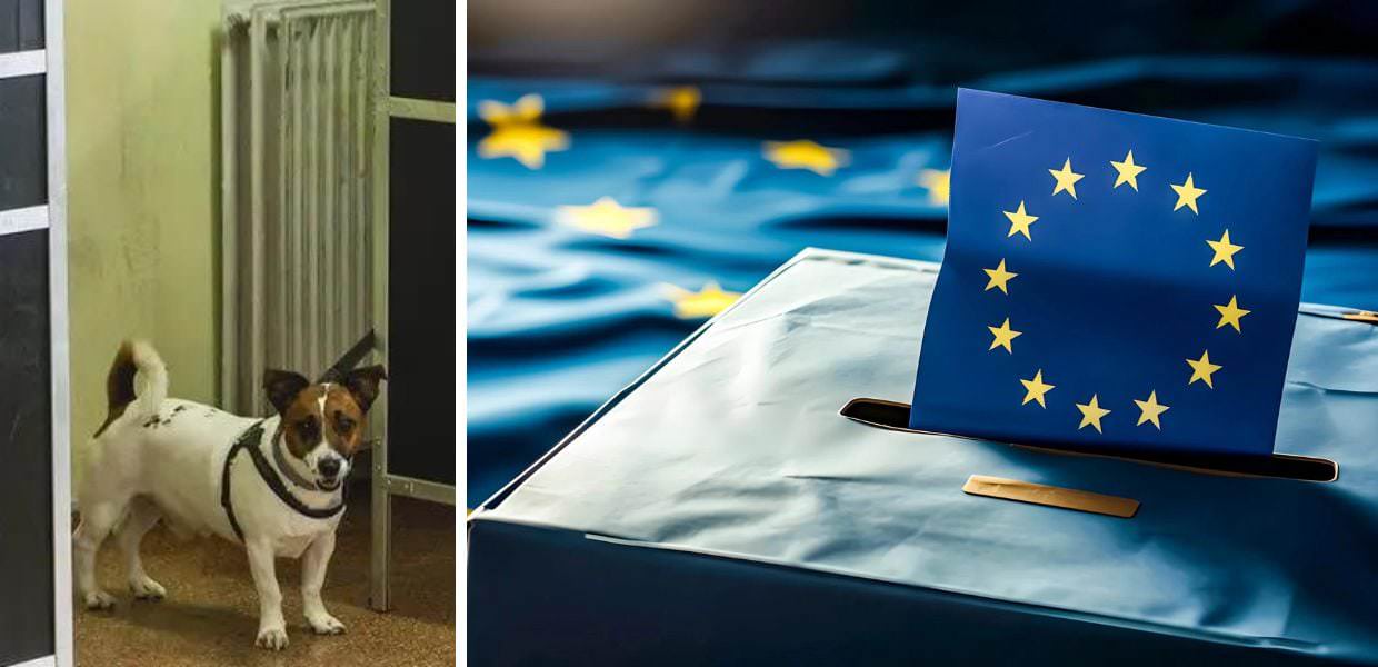 Elezioni europee 2024, andare a votare con il cane è possibile?