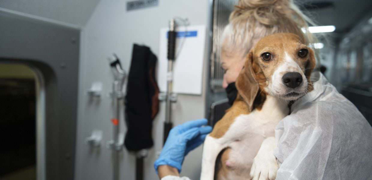 Migliaia di Beagle salvati da allevamento lager. Azienda multata per 35 milioni di dollari