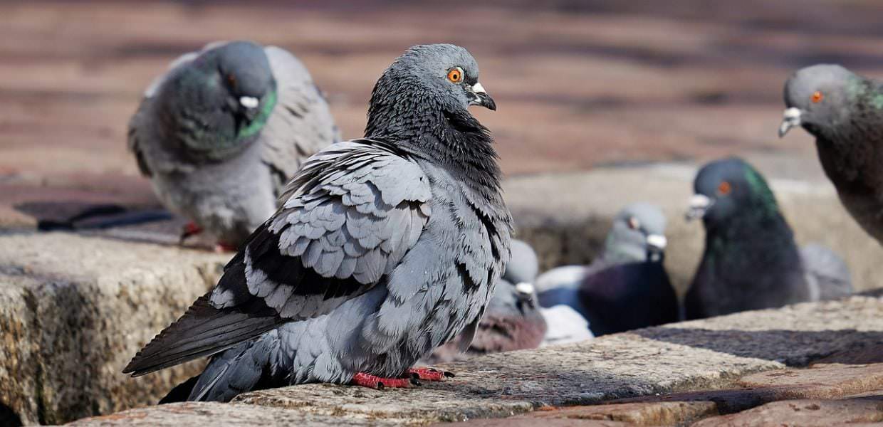 Germania, a Limburg an der Lahn saranno uccisi tutti i piccioni
