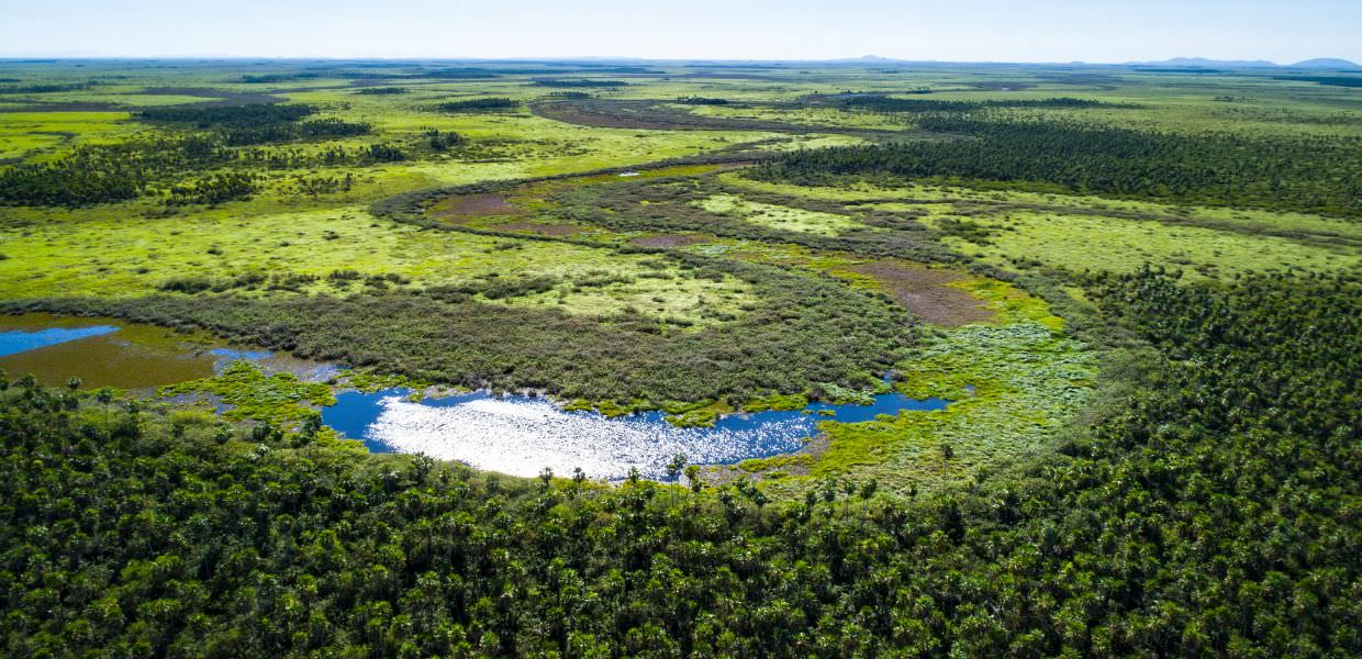 Giornata mondiale delle foreste pluviali, ecco perché dobbiamo salvarle