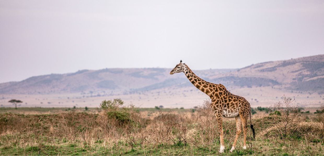 Giornata mondiale delle giraffe, appena 117mila esemplari in natura