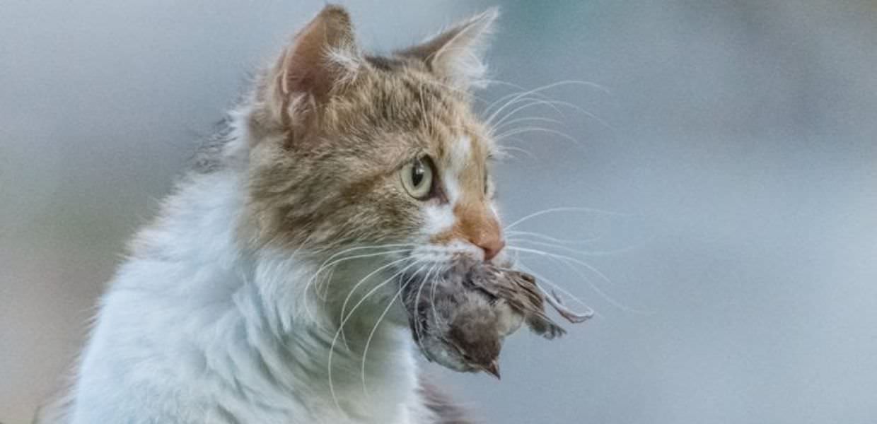 Influenza aviaria nei gatti, gli scienziati: "Teneteli a casa"