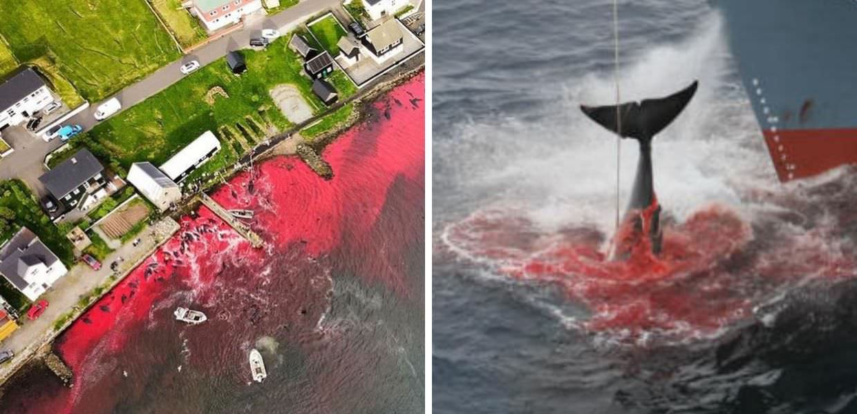 Islanda, al via la caccia alle balene tra l'indignazione degli ambientalisti