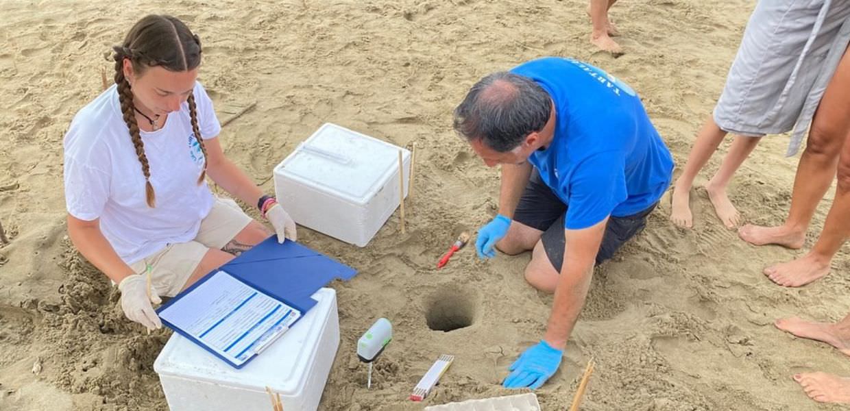 Lazio, scoperto nido di tartaruga Caretta Caretta a Sabaudia