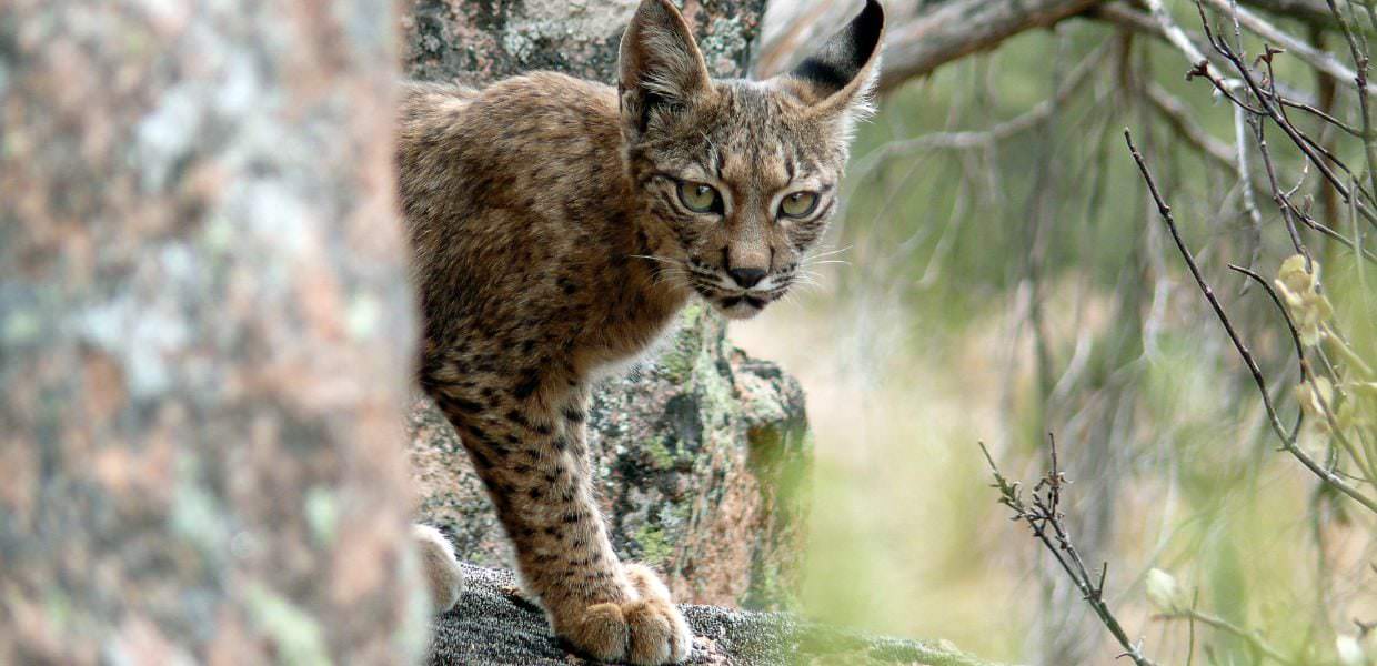 Animali, la lince iberica non è più a rischio di estinzione