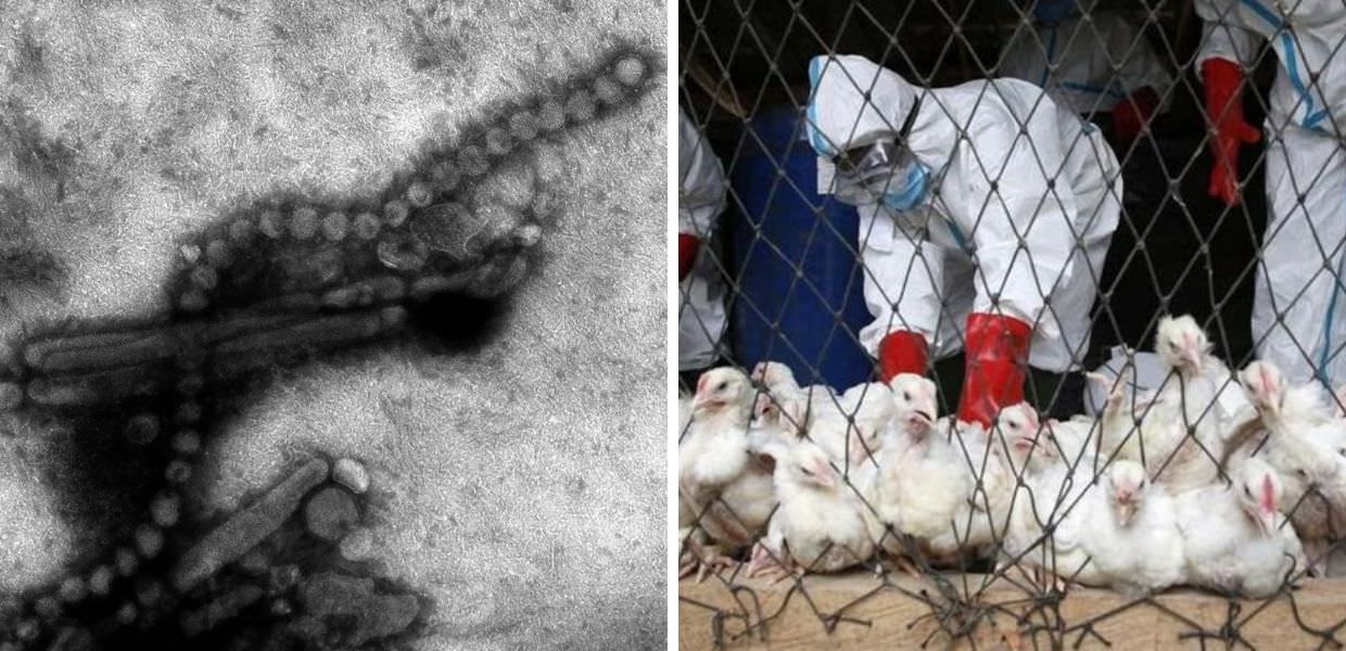 Messico, uomo morto per influenza aviaria: primo caso al mondo