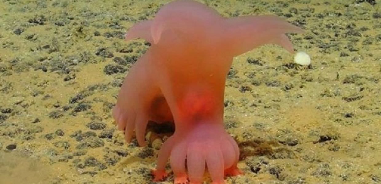 Oceano Pacifico, scoperte nuove specie animali: il video