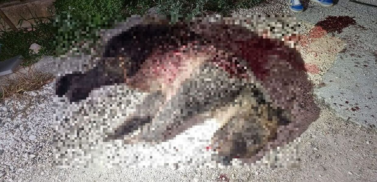 Chiuse le indagini sulla morte dell'orsa Amarena: "Uccisa con crudeltà"