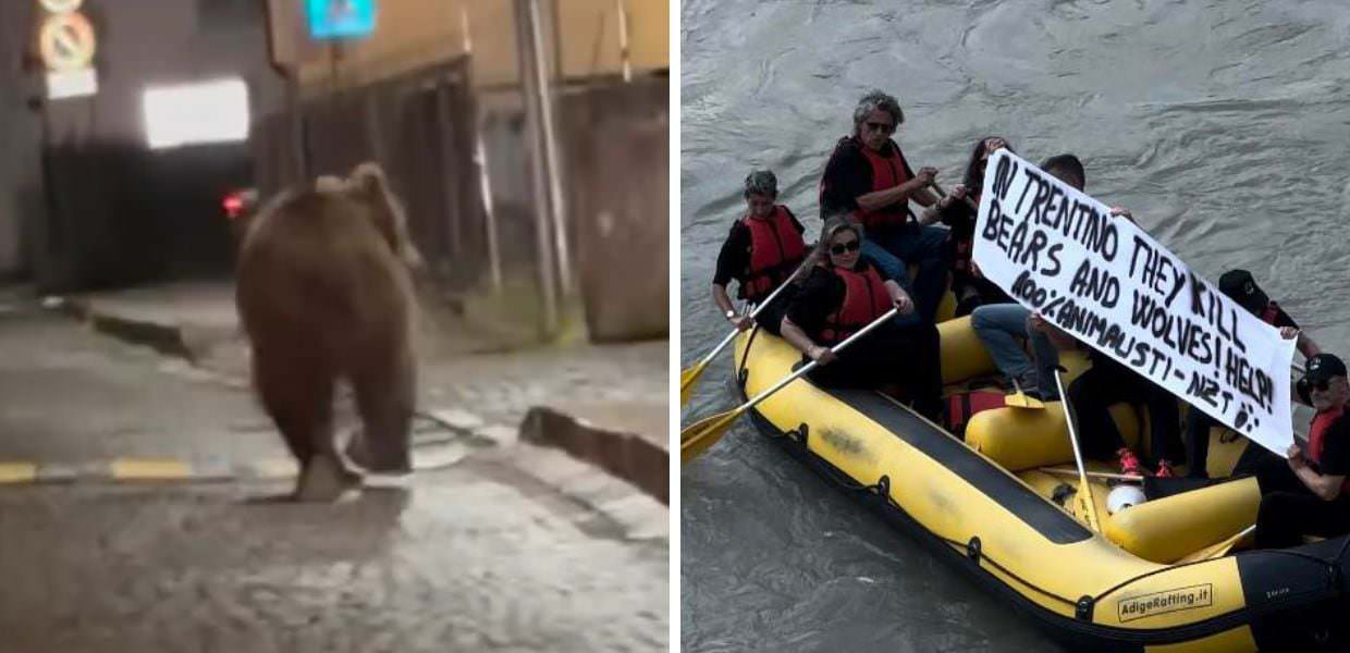 Orsi in Trentino, i Comuni: "Subito interventi". Animalisti protestano sull'Adige