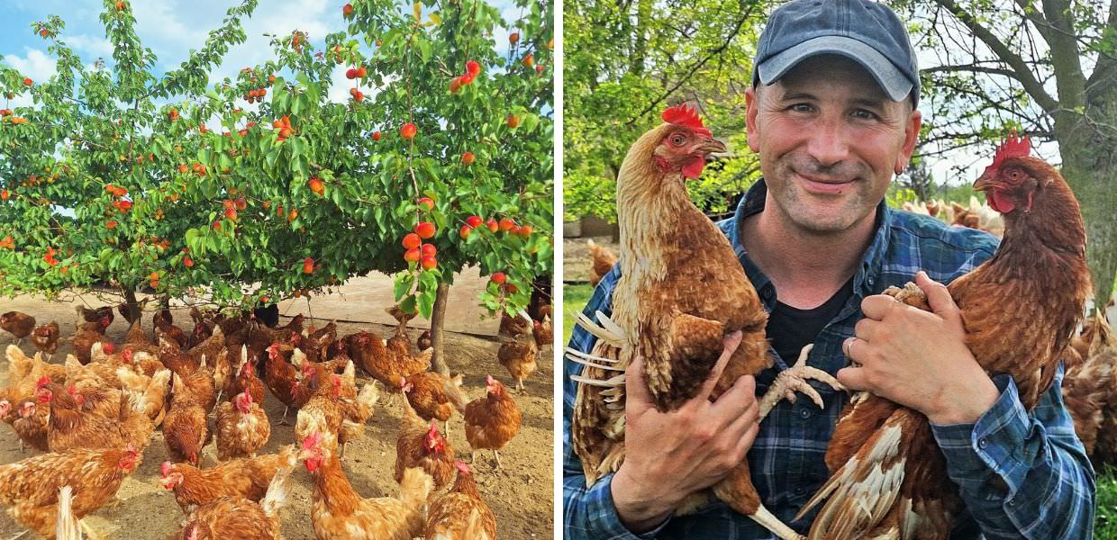 Giulio Apollonio, ecco l'uomo che salva le galline dagli allevamenti intensivi
