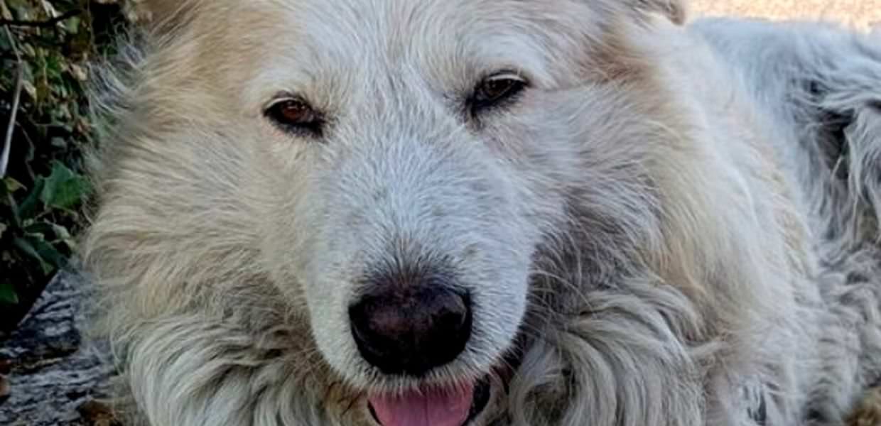 Orrore a Roma, cane ucciso a coltellate