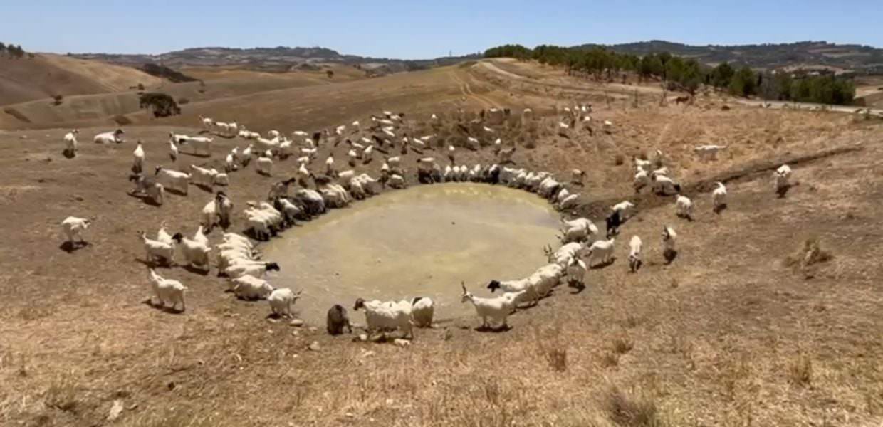 Siccità in Italia, allarme per gli animali: l'appello degli allevatori