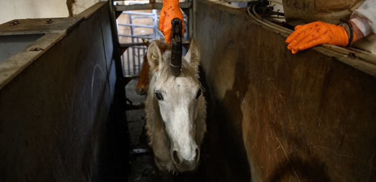 Ecco come i cavalli diventano carne da macello