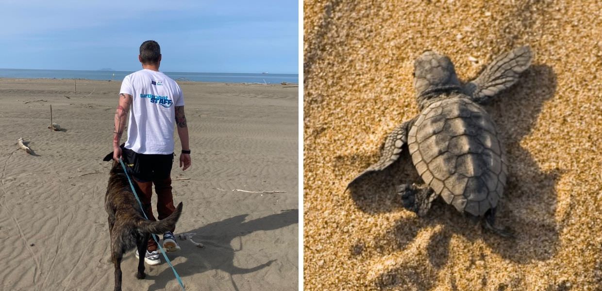 Arrivano i "Tartadogs" per salvare le tartarughe Caretta Caretta